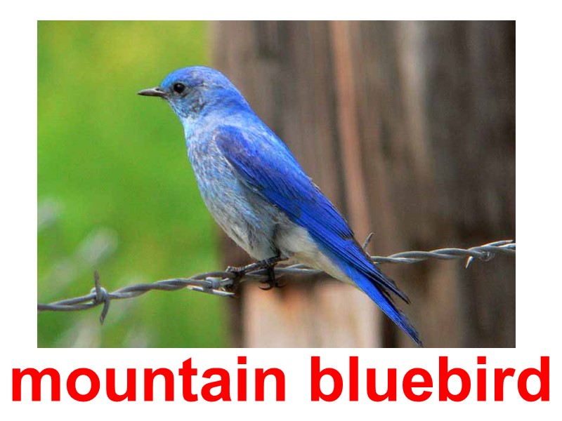 mountain bluebird